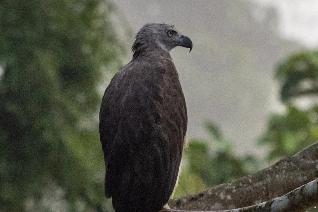 Eagle Crop Before