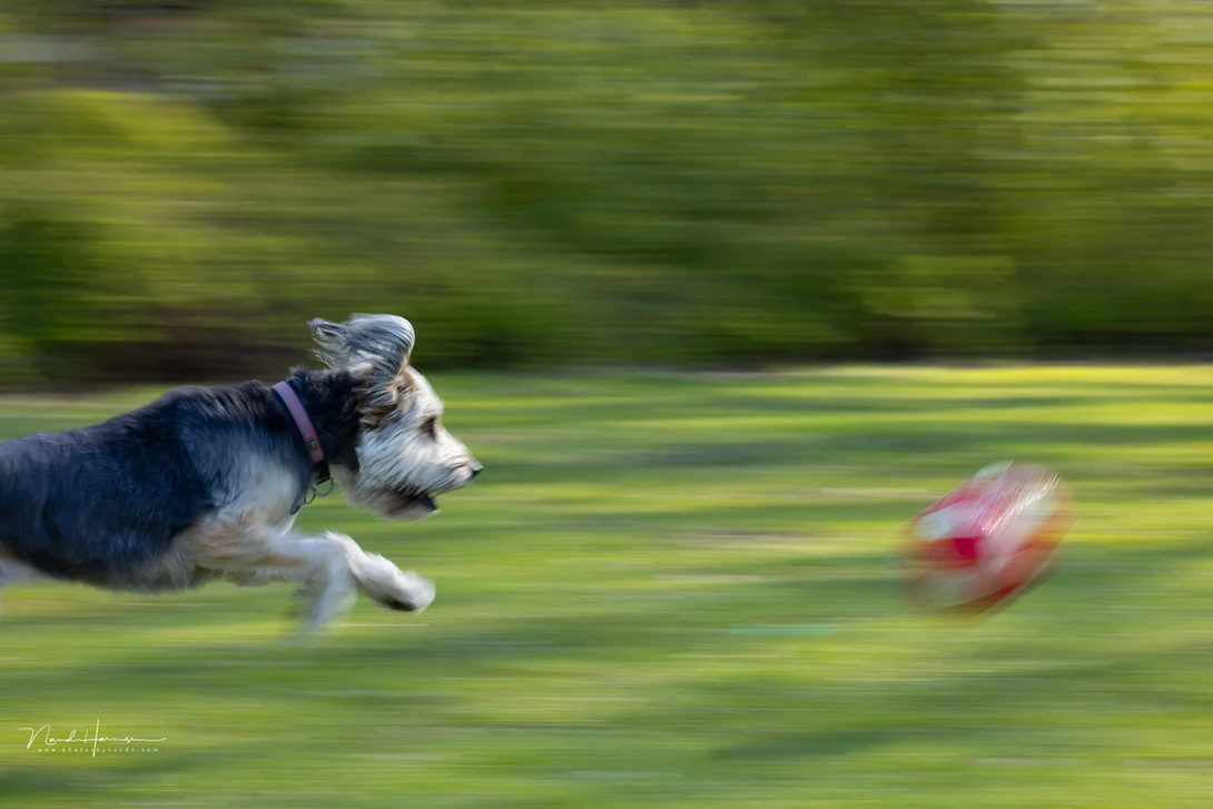 If the shutter speed isn't fast enough, you will get motion blur. but if you use panning, the subject can be reasonable sharp