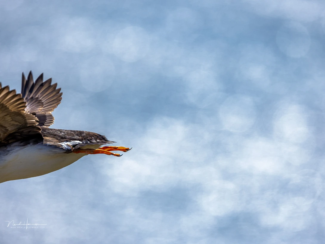 A long focal length will have a small field of view. This makes it difficult to follow moving subjects like this puffin. It flew out of the frame despite with my panning efforts (500mm, 1/2000 sec)