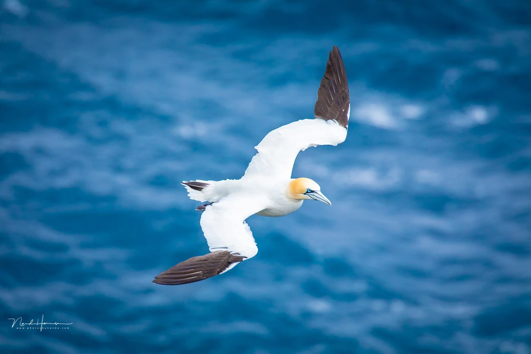 When I pressed the shutter release button this&nbsp;Northern gannet was facing me. A second later it was flying away from me. Choose the right moment when pressing the shutter. (Canon EOS 5D mark IV, 560mm, 1/1000 sec)
