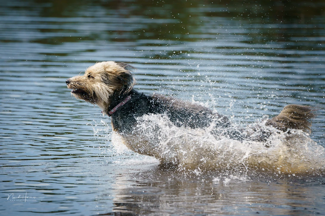Dog running through shallow water with spray splashing around its body.