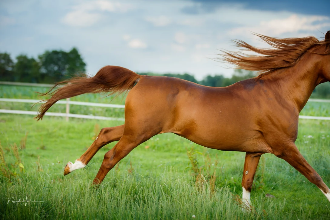 If you stand too close to the moving subject, the relative speed will be large. This makes panning difficult. (95mm, 1/1600 sec)