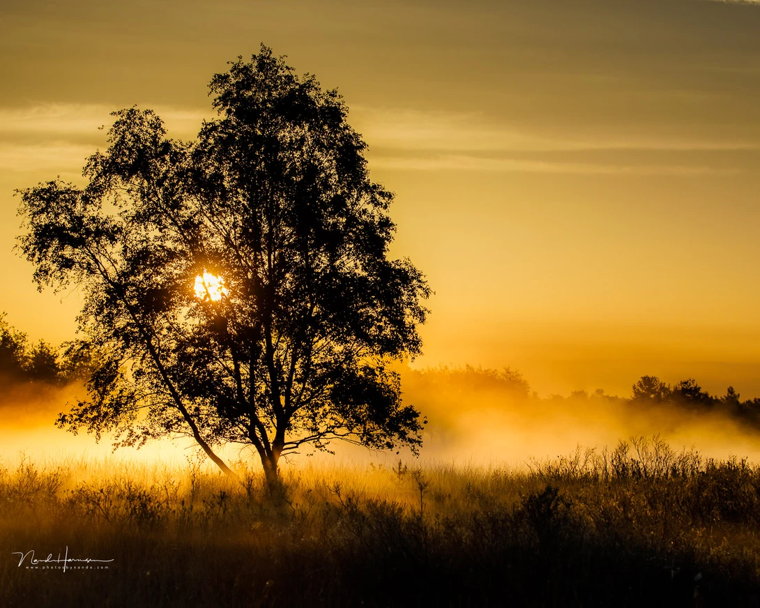 I knew at what time the sun would rise, and I expected ground mist because of the weather predictions. I also were familiair with the location. It was enough planning to be able to take this photo.