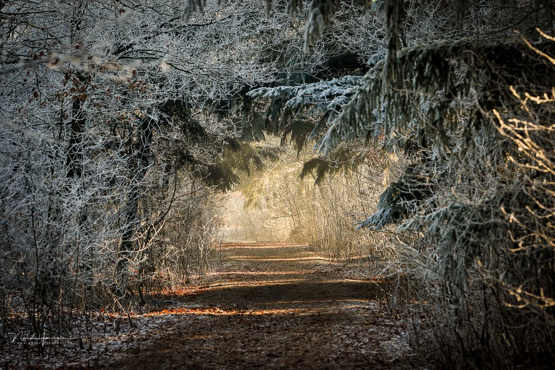 Warm light in a cold winter landscape. This is juxtaposition.