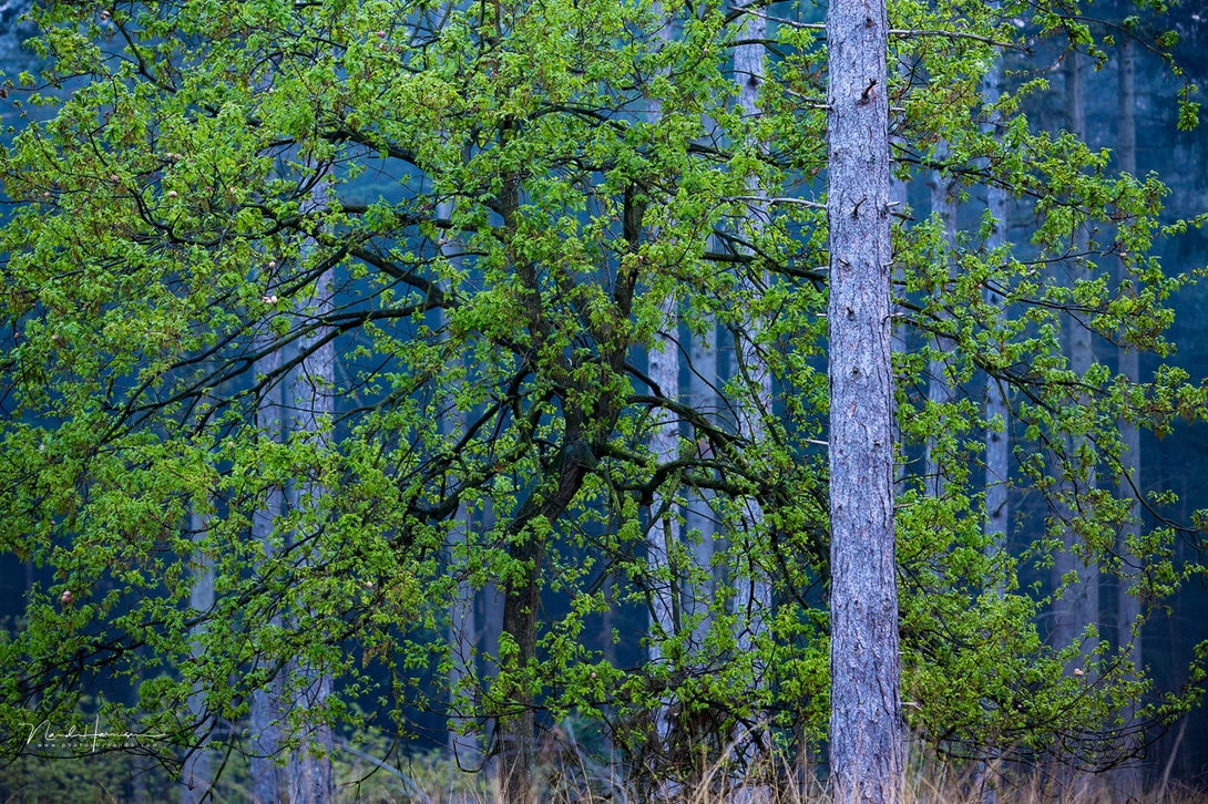The straight trees are the opposite of the crooked tree.