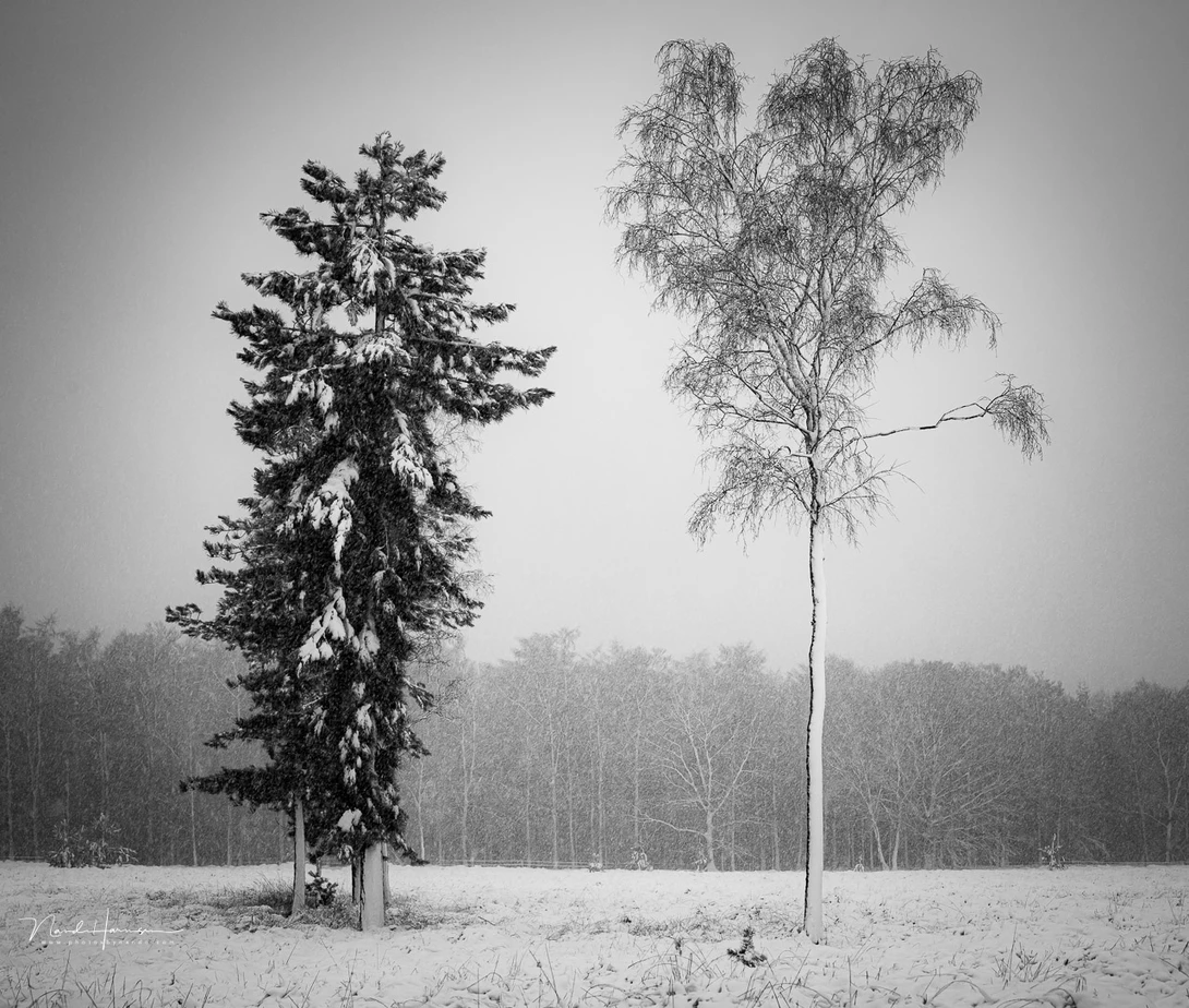 Two kind of trees next to one another. A conifer and a deciduous tree