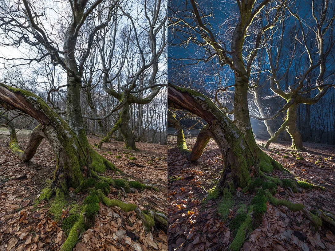 Nighttime Woodland Photography