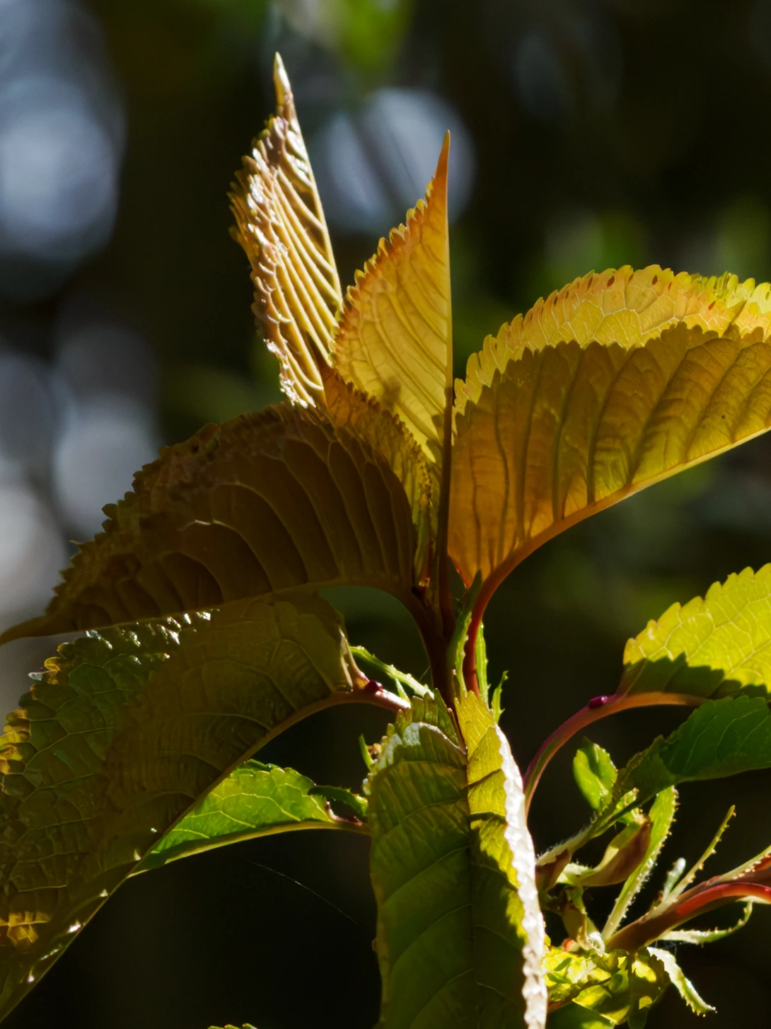 Young leaves backlit by golden sunlight, displaying translucent green and amber coloring with fine vein details visible.