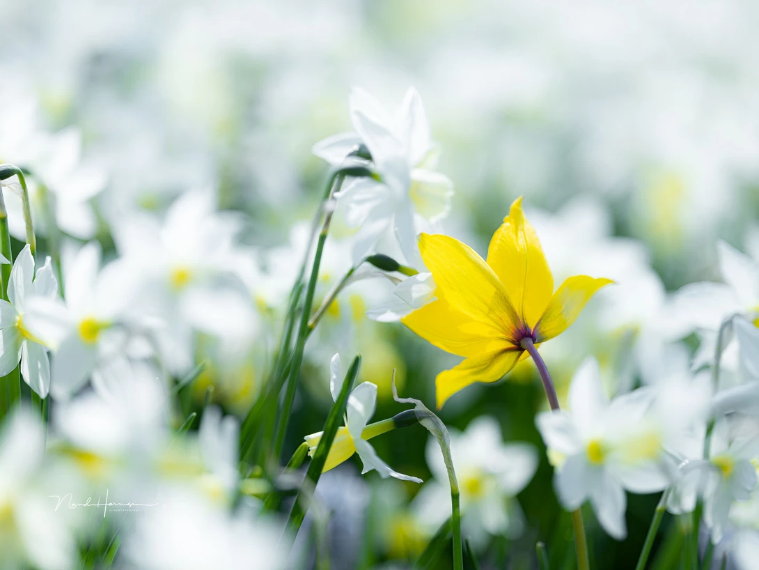 Although it's not a macro lens, it can be used for this kind of semi-macro photography thanks to its 0.26x magnification (EOS R5, 135mm, ISO100, f/1.8, 1/4000s)