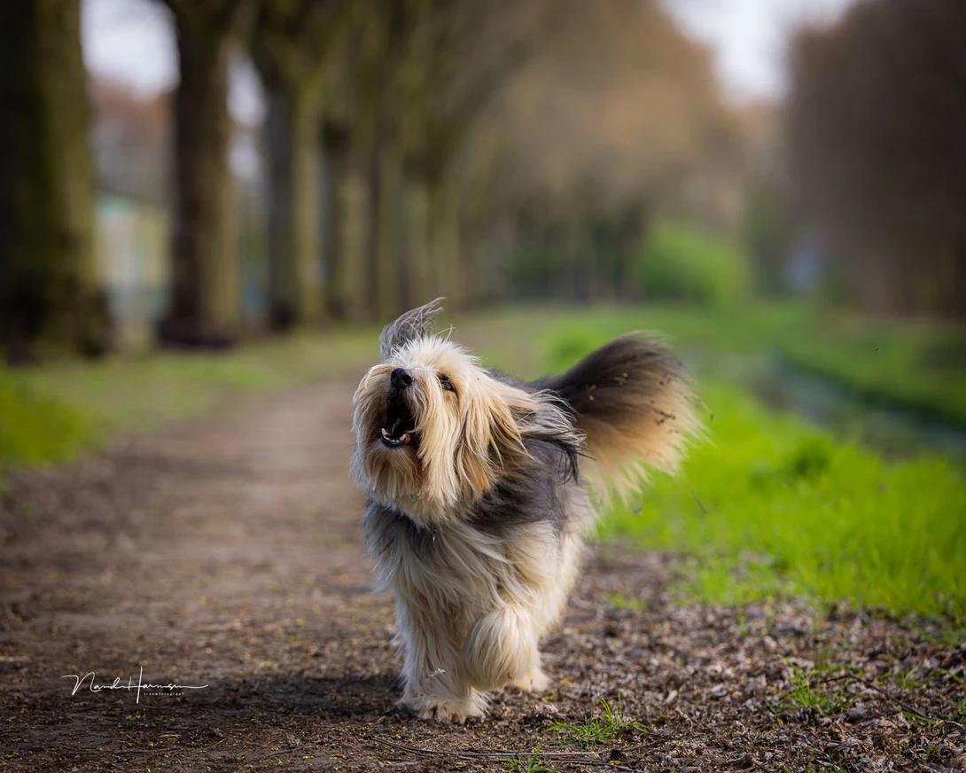 The RF 135mm f/1.8L IS USM also works perfect for action photography. The autofocus is fast en silent, and the shallow depth of field separates the subject from its background. (EOS R5, 135mm, ISO100, f/2.8, 1/500s)