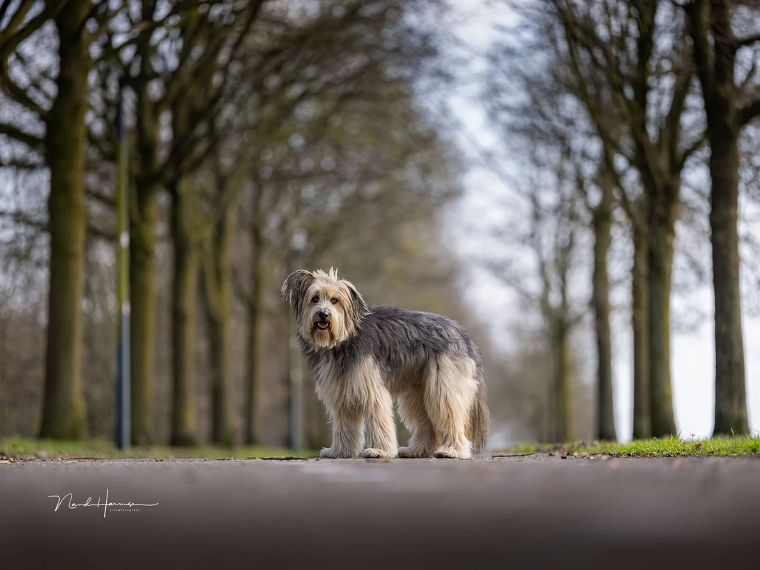 I love using a 135mm lens. I'm still happy with my old EF lens, but it's tempting to upgrade to the RF version. (EOS R5, 135mm, ISO100, f/1.8, 1/1250s)