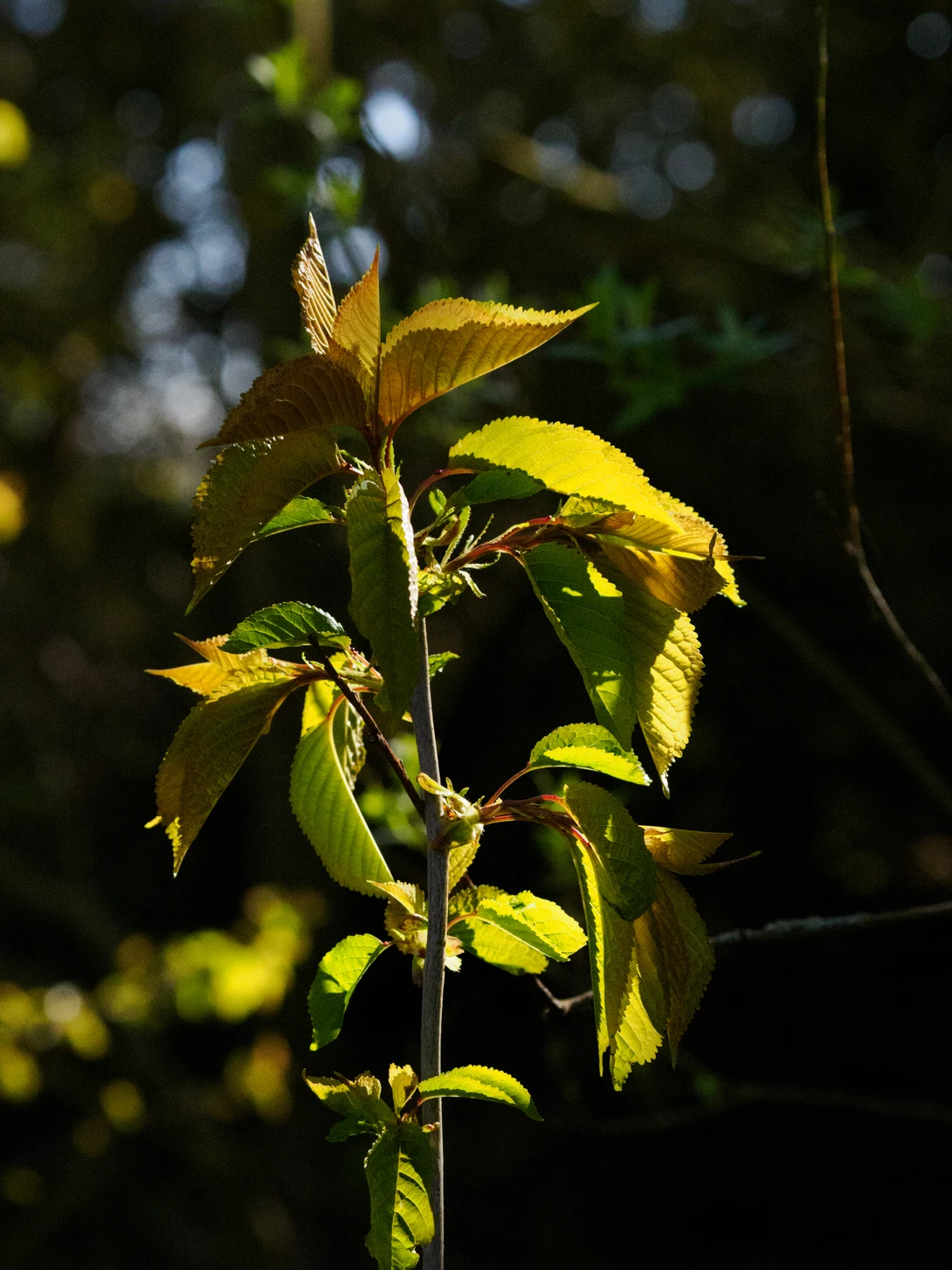 Sunlit foliage with golden and green leaves backlit against a blurred forest background.