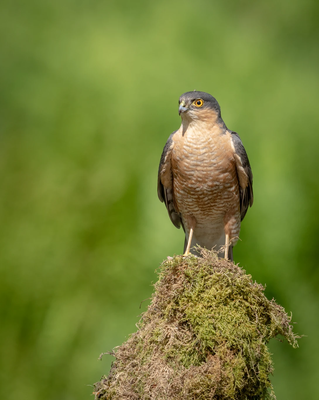 Sharp-shinned hawk perched upright on a moss-covered rock, alert posture with yellow eyes and cere.