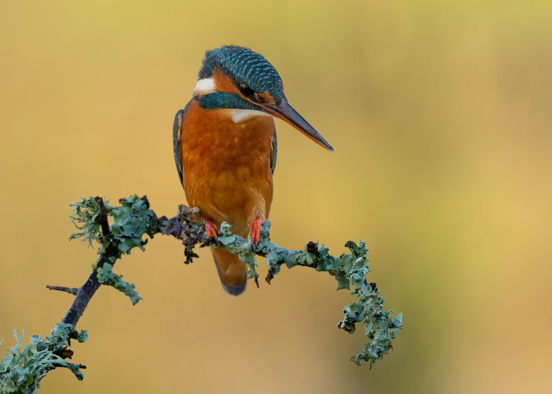 Kingfisher with blue head and orange breast perched on lichen-covered branch against soft yellow background.