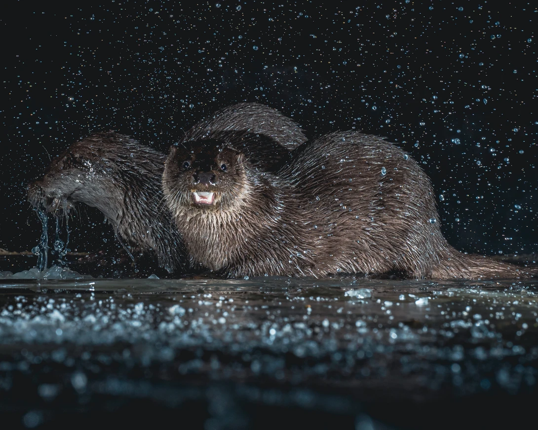 Otter in shallow water against a starry night sky, looking toward camera.