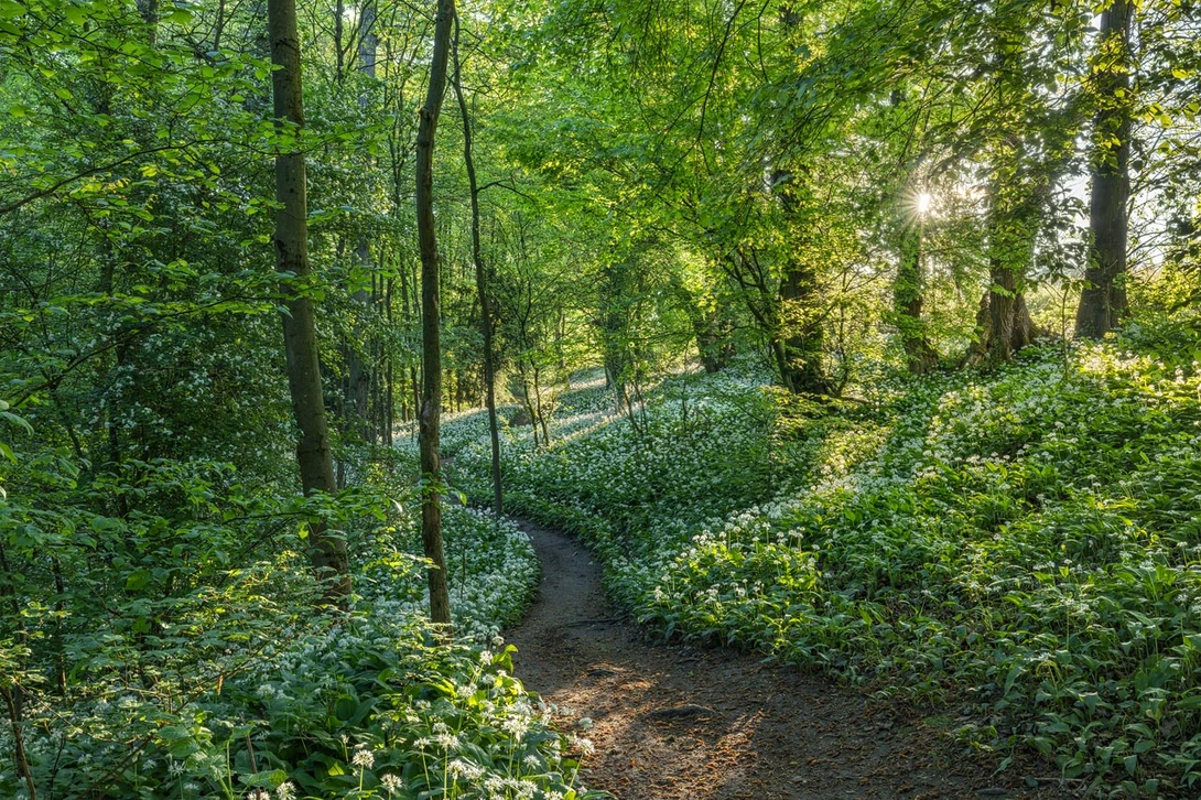Scented Forest no Creative Adjustments