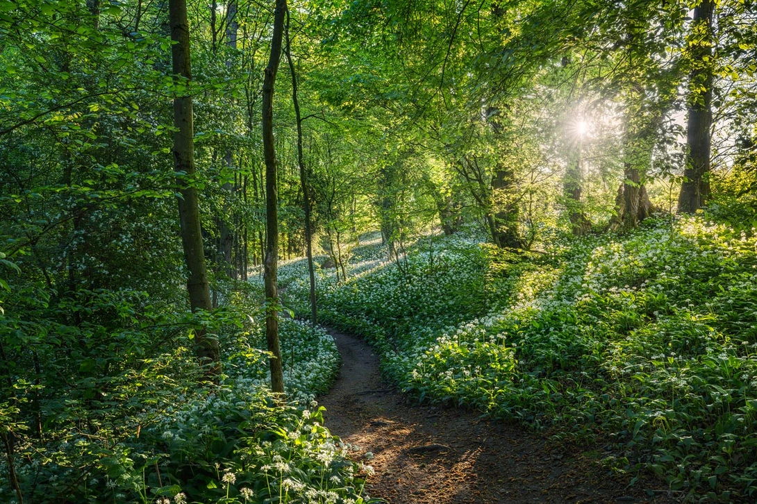 Scented Forest Final