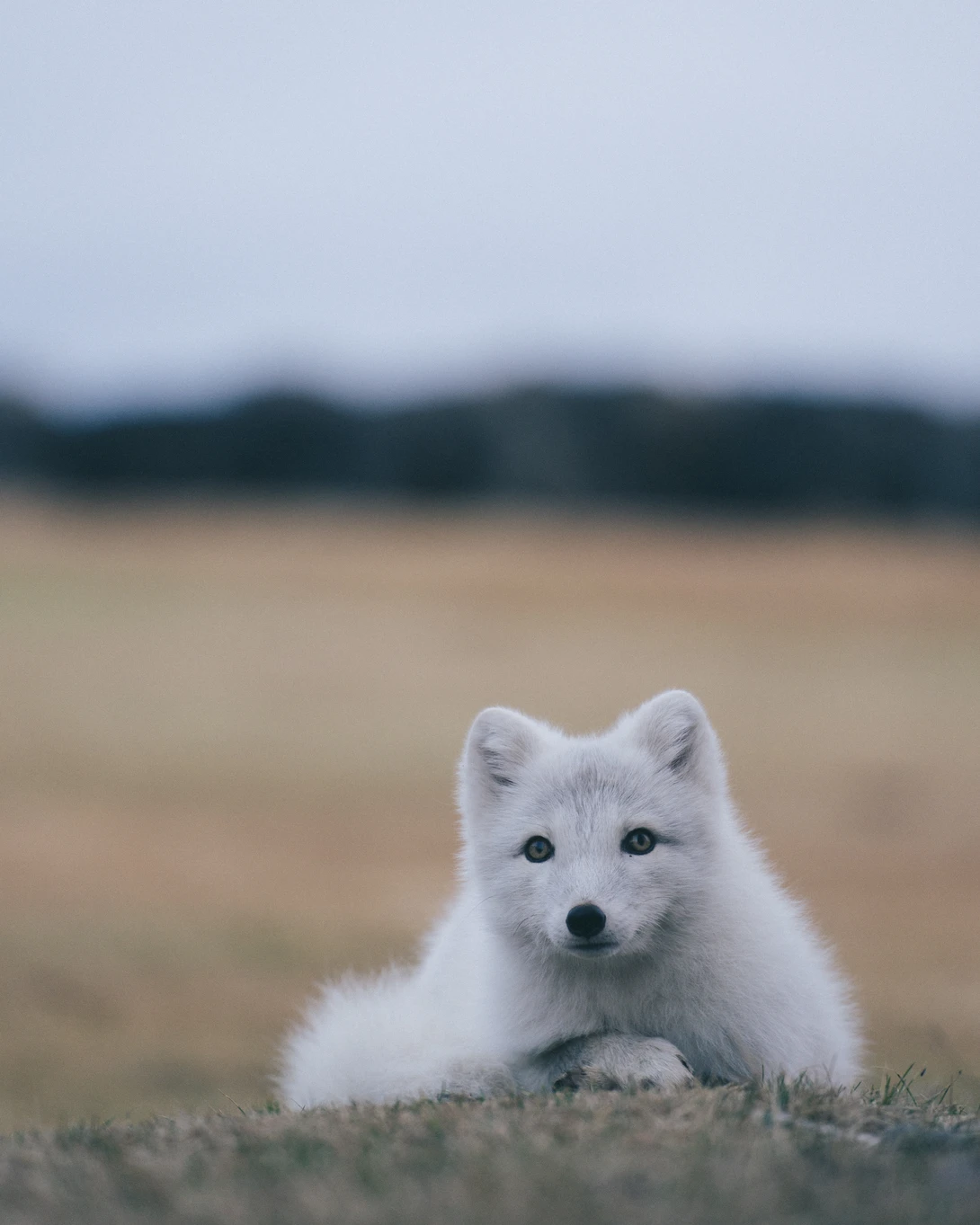 White arctic fox lying on tundra ground, looking directly at camera with alert expression.