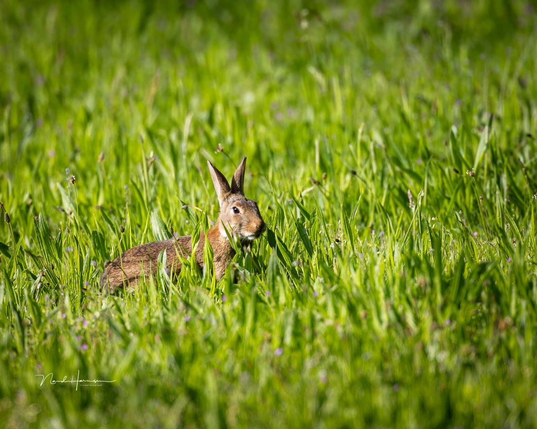 Just a rabbit somewhere between the grass (EOS R5 with RF 100-300L + RF 2.0 extender, 600mm, ISO320, f/5.6, 1/640s, handheld)