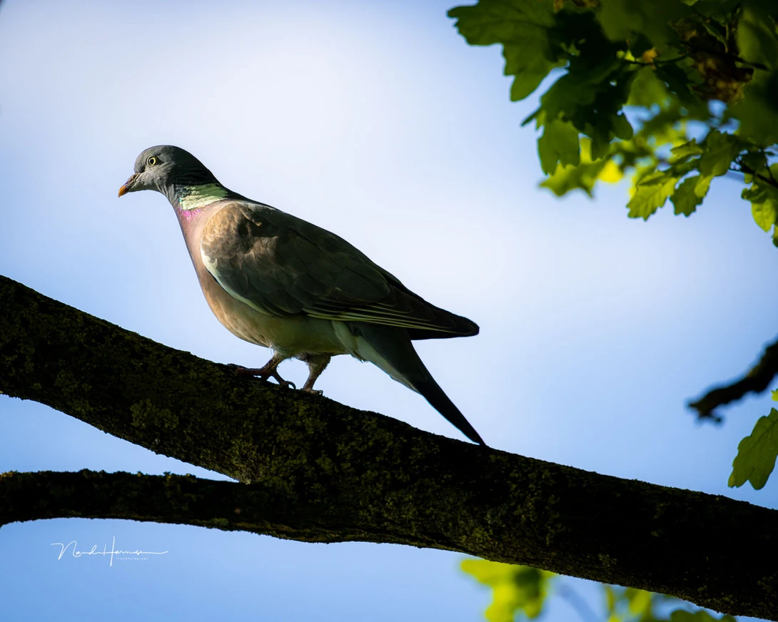 A common wood pigeon in the evening (EOS R5 with RF 100-300L + RF 2.0 extender, 600mm, ISO 400, f/5.6, 1/1,600s, handheld)