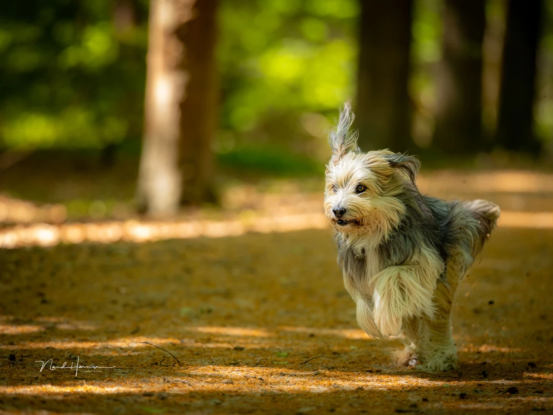 Shooting action is no problem whatsoever. (EOS R5 with RF100-300L at 100mm, ISO 1,250, f/3.2, 1/1000s, handheld)