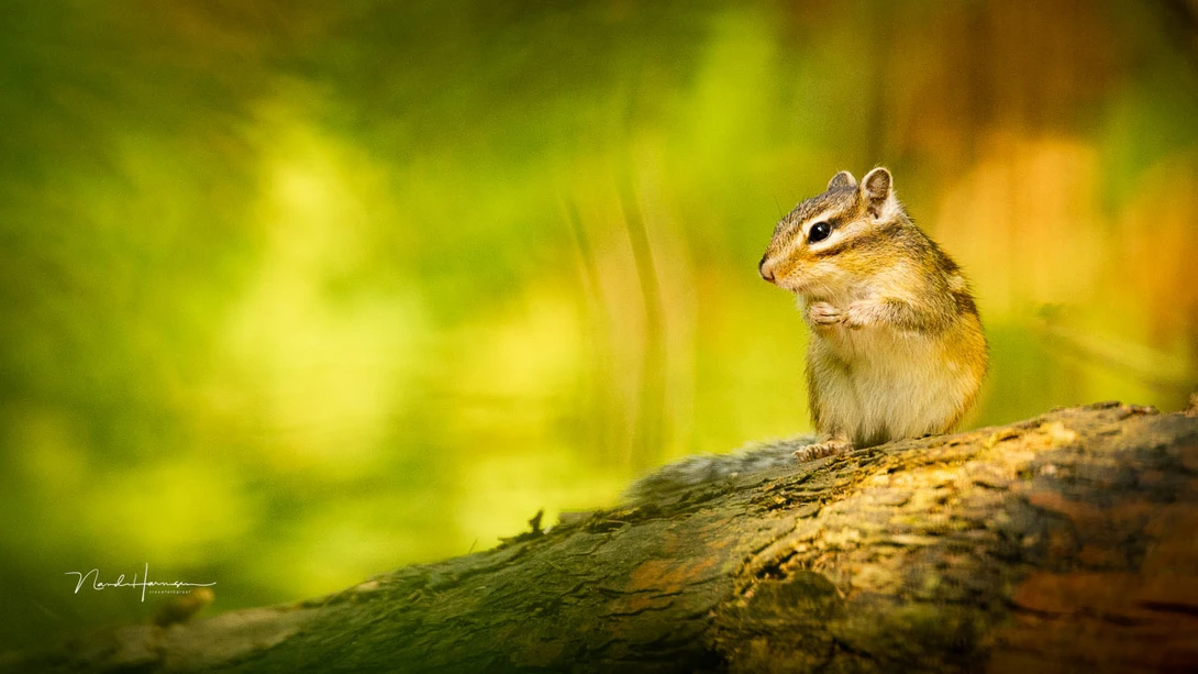 Siberian chipmunk and a wonderful looking bokeh (EOS R5 with RF100-300L + RF 2.0 extender, 600mm, ISO 4,000, f/6.3, 1/800s handheld)
