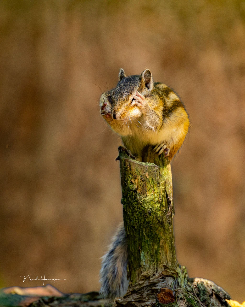 This siberian chipmunk didn't like to be photographed, or so it seemed (EOS R5 with RF100-300L + RF 2.0 extender, 600mm, ISO 2,500, f/6.3, 1/800s, handheld)