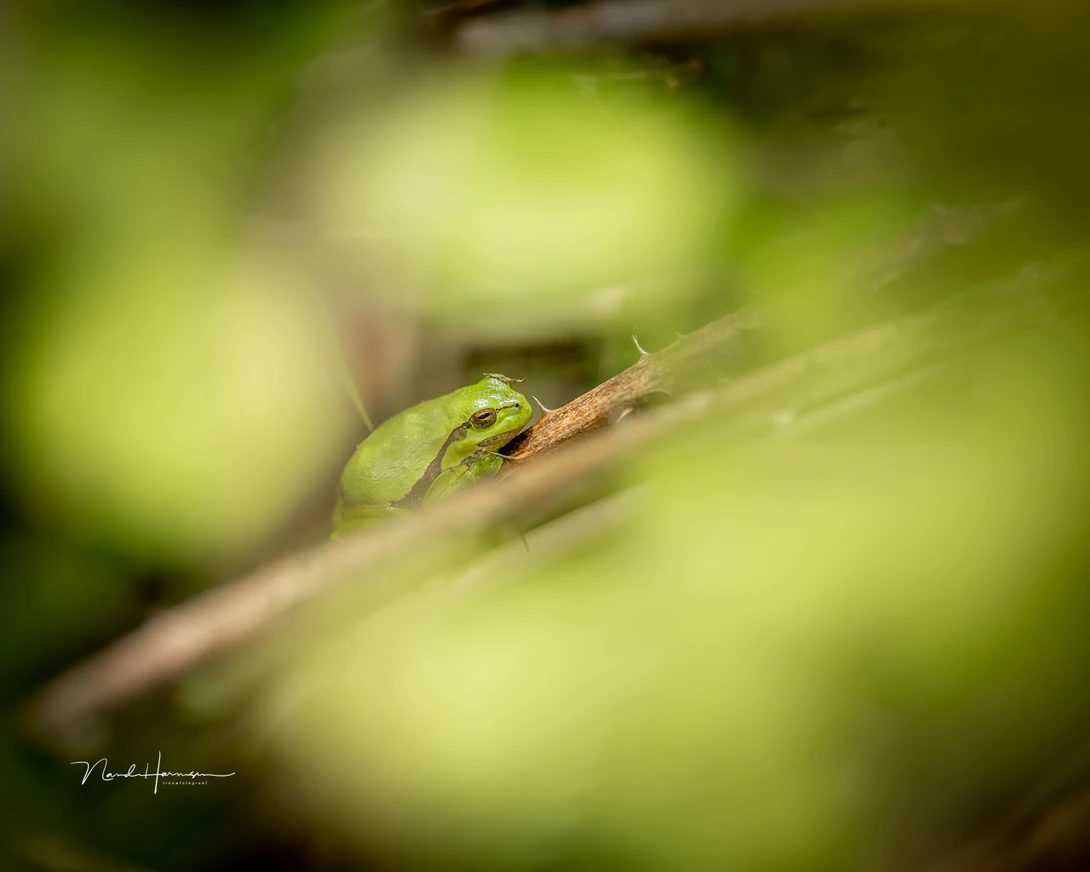 A green tree frog, enjoying the warm sun (EOS R5 with RF100-300L, 300mm, ISO 100, f/2.8, 1/320s, handheld)