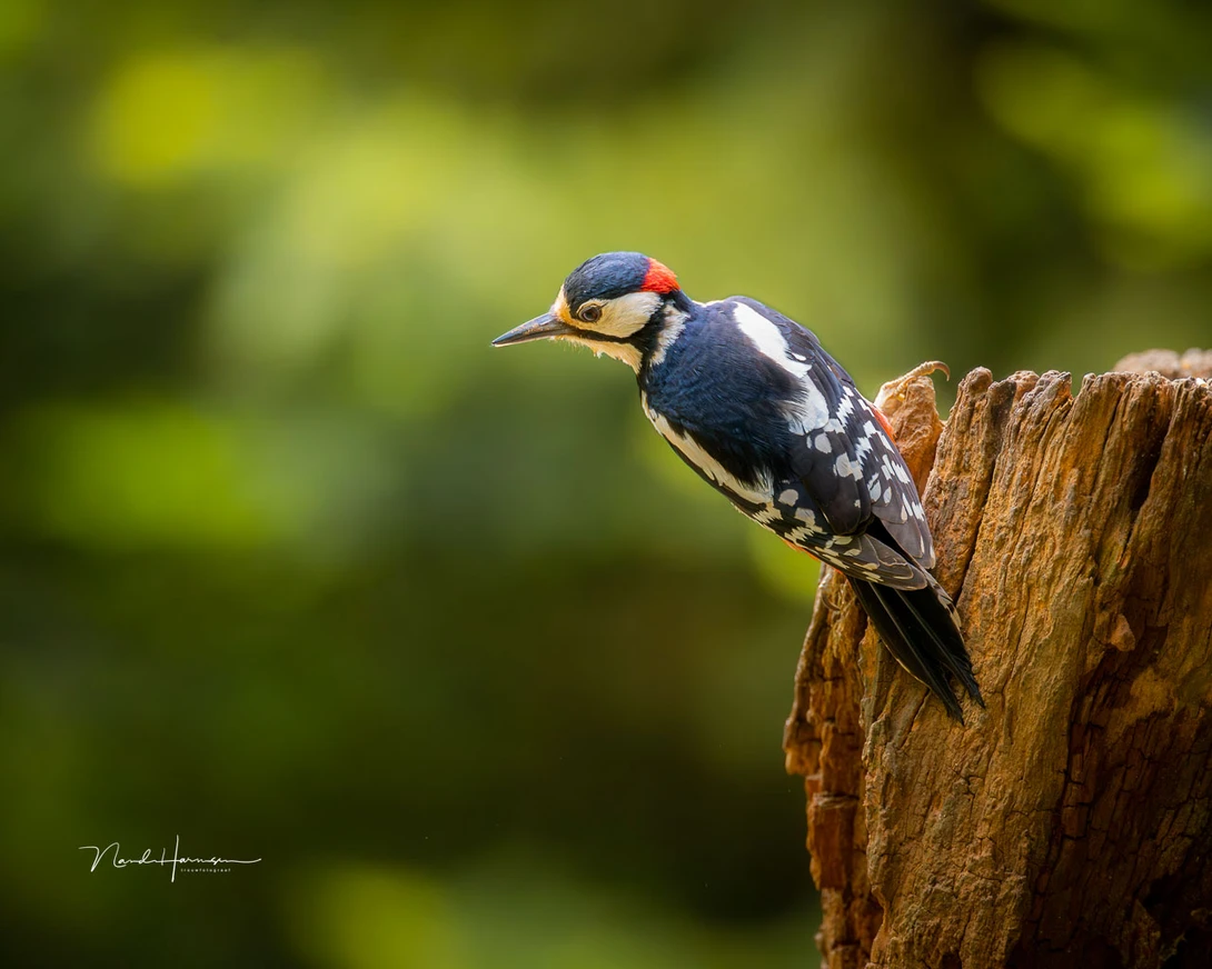The great spotted woodpecker (EOS R5 with RF100-300L + RF 1.4 extender, 420mm, ISO 6,400, f/4.5, 1/500s, shot with gimbal head)