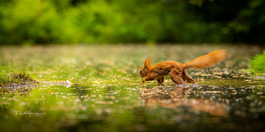 The crossing of a red squirrel captured thanks to the ability to zoom out. (EOS R5 with RF100-300L + RF 1.4 extender, 201mm, ISO 3,200, f/4.5, 1/1,600s, shot with gimbal head)