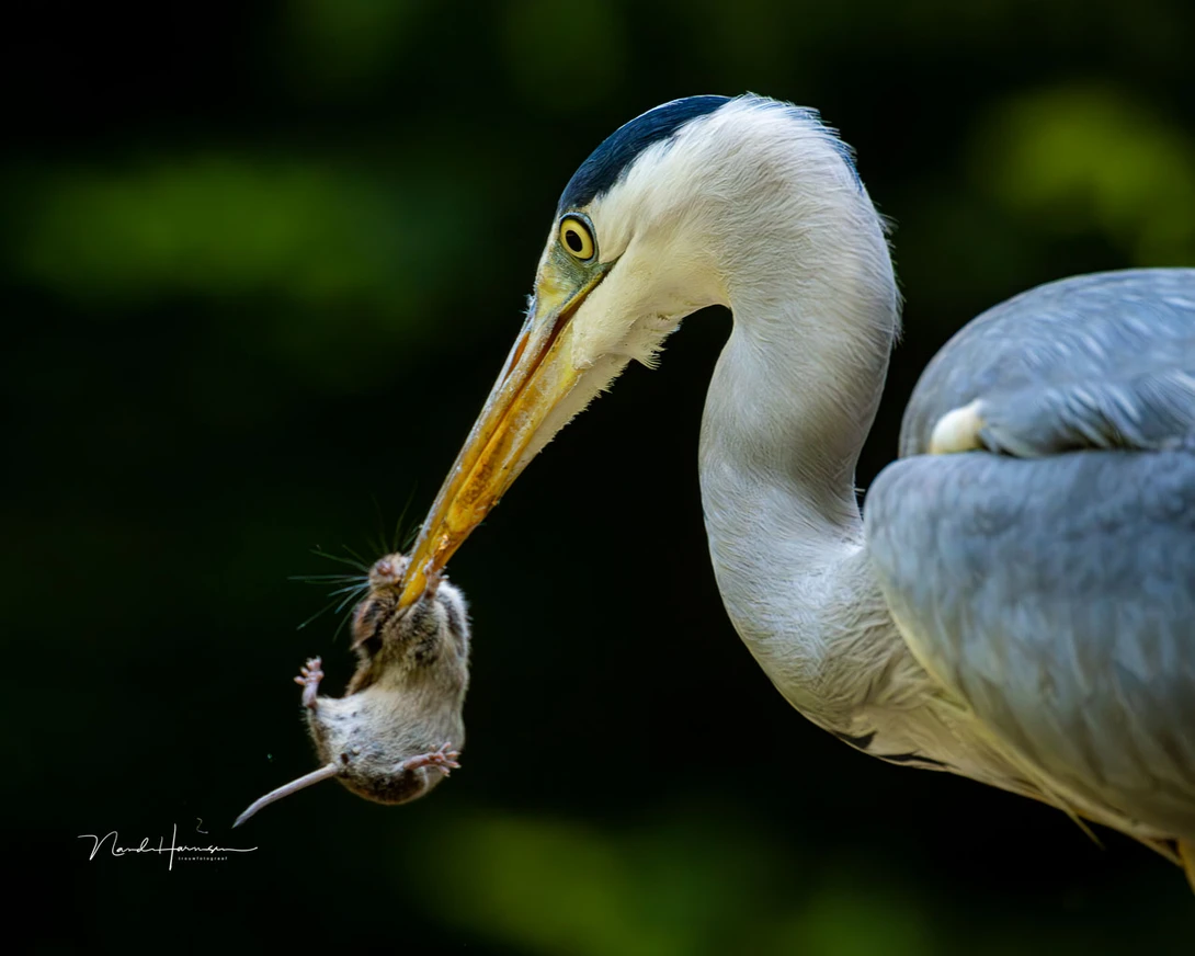A blue herron playing with a little mouse. You could call it the catch of the day (EOS R5 with RF100-300mm + RF 2.0 extender, 600mm, ISO 6,400, f/6,3, 1/1000s, shot with gimbal head)