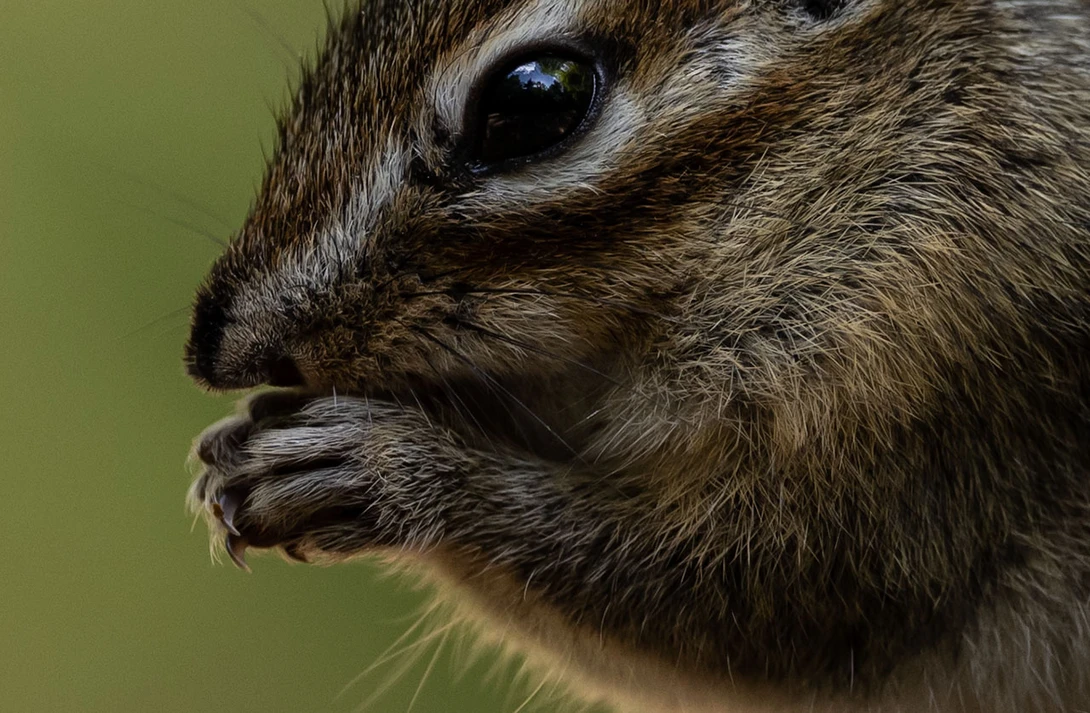 A 100% crop of a siberian chipmunk, unedited. (EOS R5, RF100-300L, 300mm)