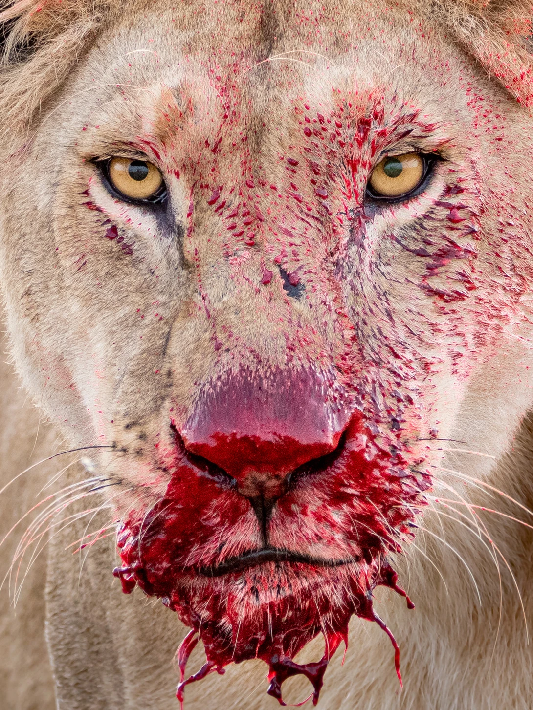 Close-up portrait of a lion's face with striking golden eyes and blood-covered muzzle and chin.