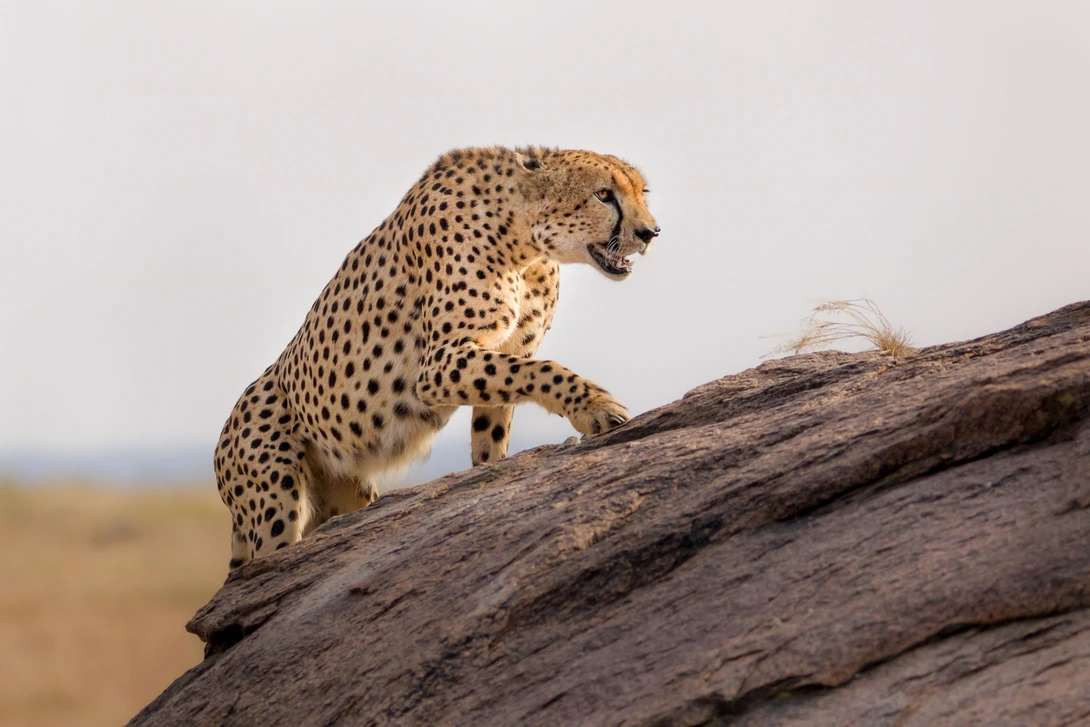Cheetah perched on a fallen log, scanning the savanna landscape.