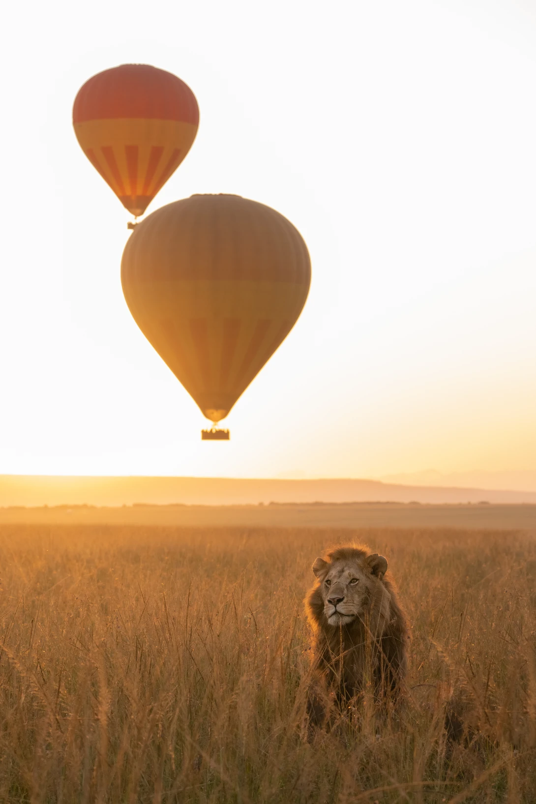 Lion standing in golden grassland beneath two hot air balloons at sunrise.