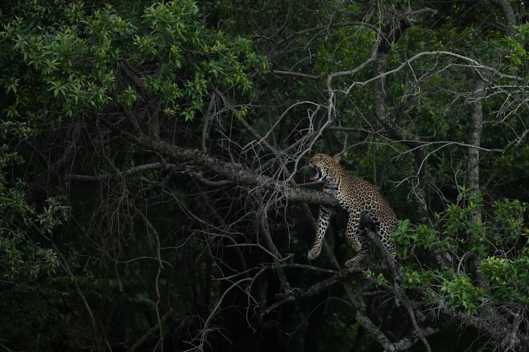 Leopard climbing through gnarled branches in dense vegetation, spotted coat visible against dark foliage.