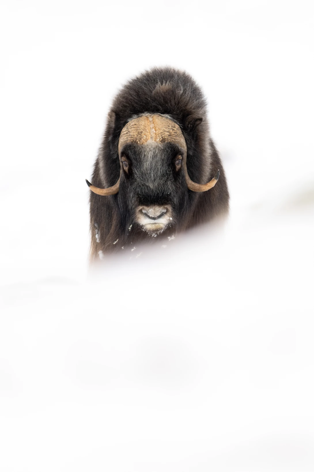 Musk ox emerges from thick white mist, frost coating its dark fur and horns.