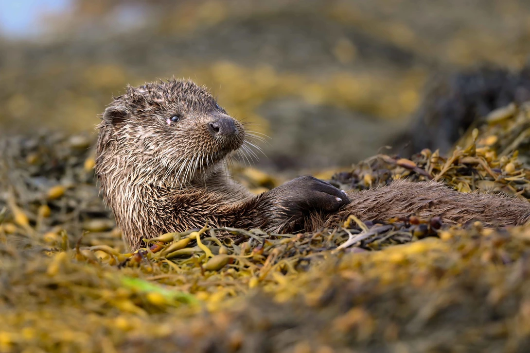 Otter resting on moss-covered rocks near the shoreline.
