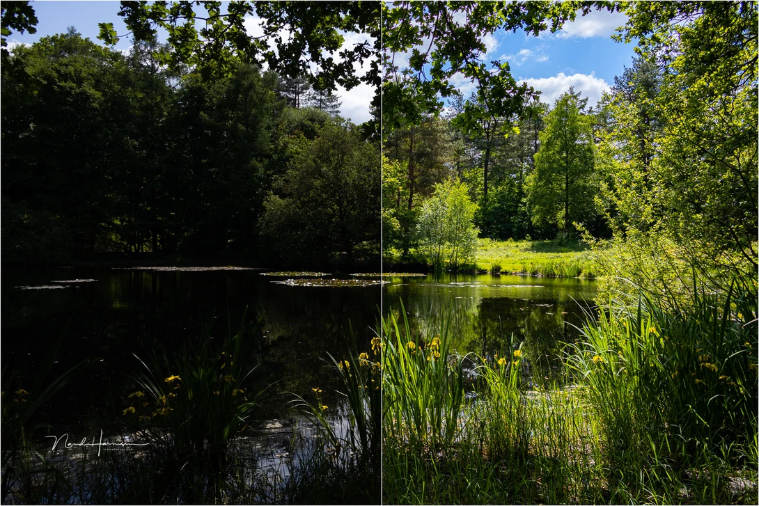 Real world use of the dynamic range of the Canon EOS R50. I exposed for the highlights, and lifted the shadows in Lightroom Classic.