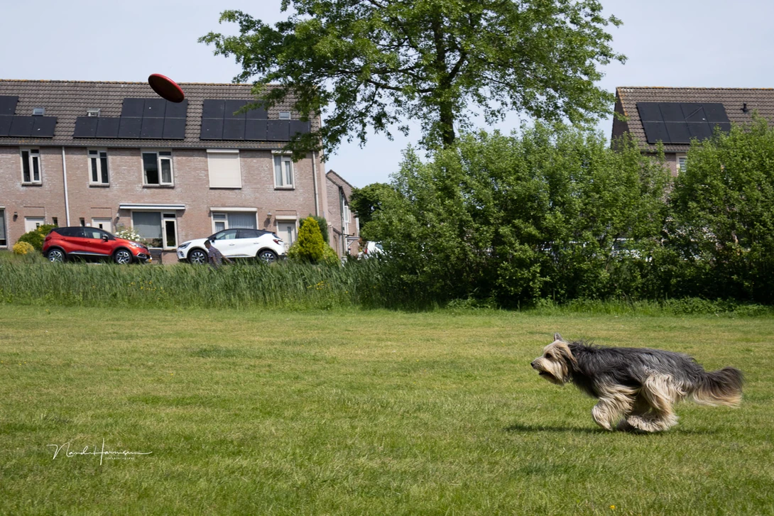 A jpeg from the camera, shot at the highest frame rate while panning. I used animal eye detection and tracking. The rolling shutter effect is present, but well controlled.