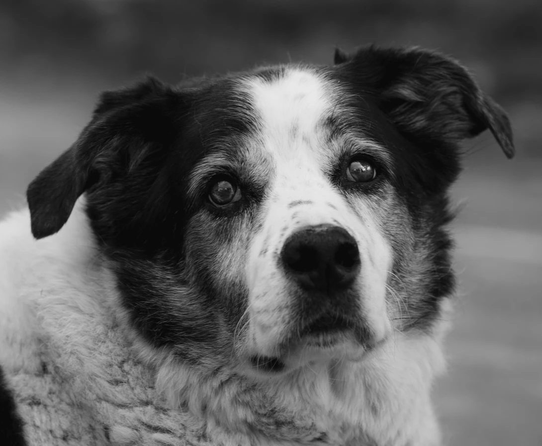 Black and white portrait of a dog with distinctive white markings on its face and chest, looking directly at the camera.