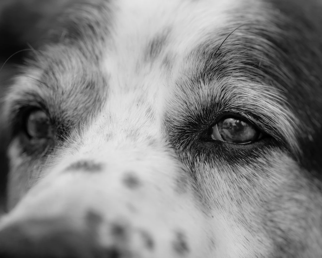 Close-up black and white portrait of a dog's face showing intense eye contact and detailed fur texture.