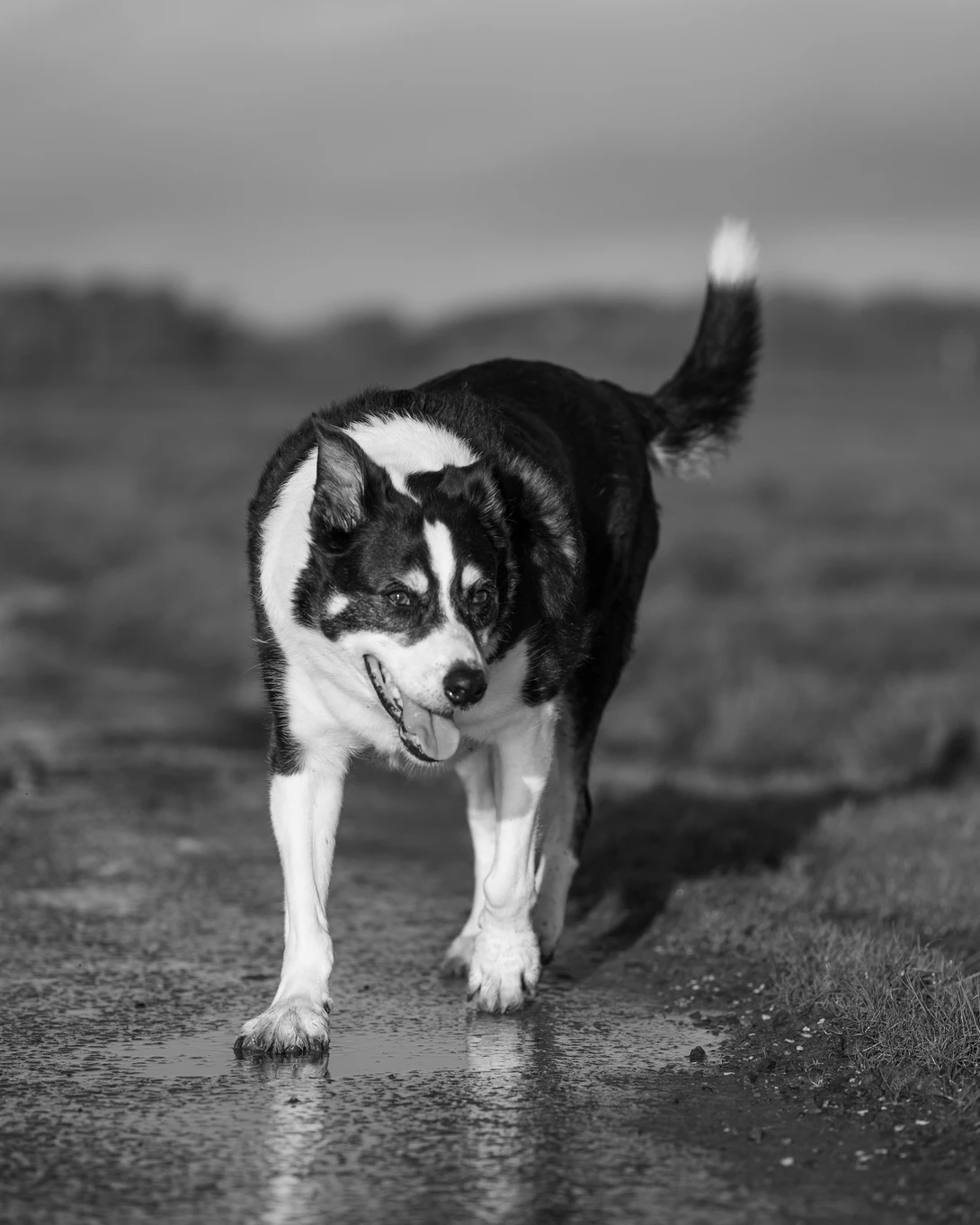 Black and white dog with distinctive markings walking on wet pavement toward camera.