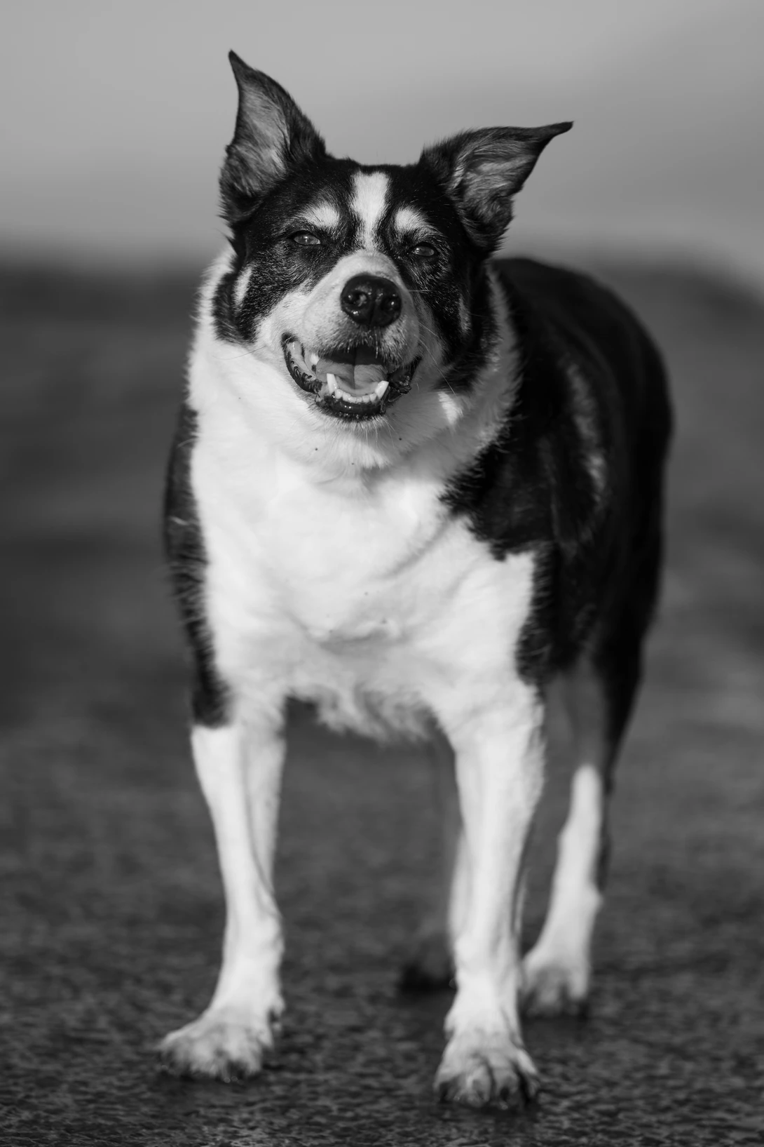 Black and white dog with pointed ears standing and looking at camera on a beach.