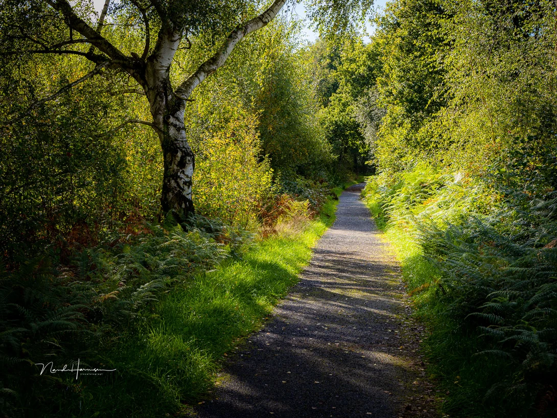 Instead of relying on photo editing software, I moved a few steps closer in the field. This way I could leave the illuminated branches at the bottom left out of the frame.