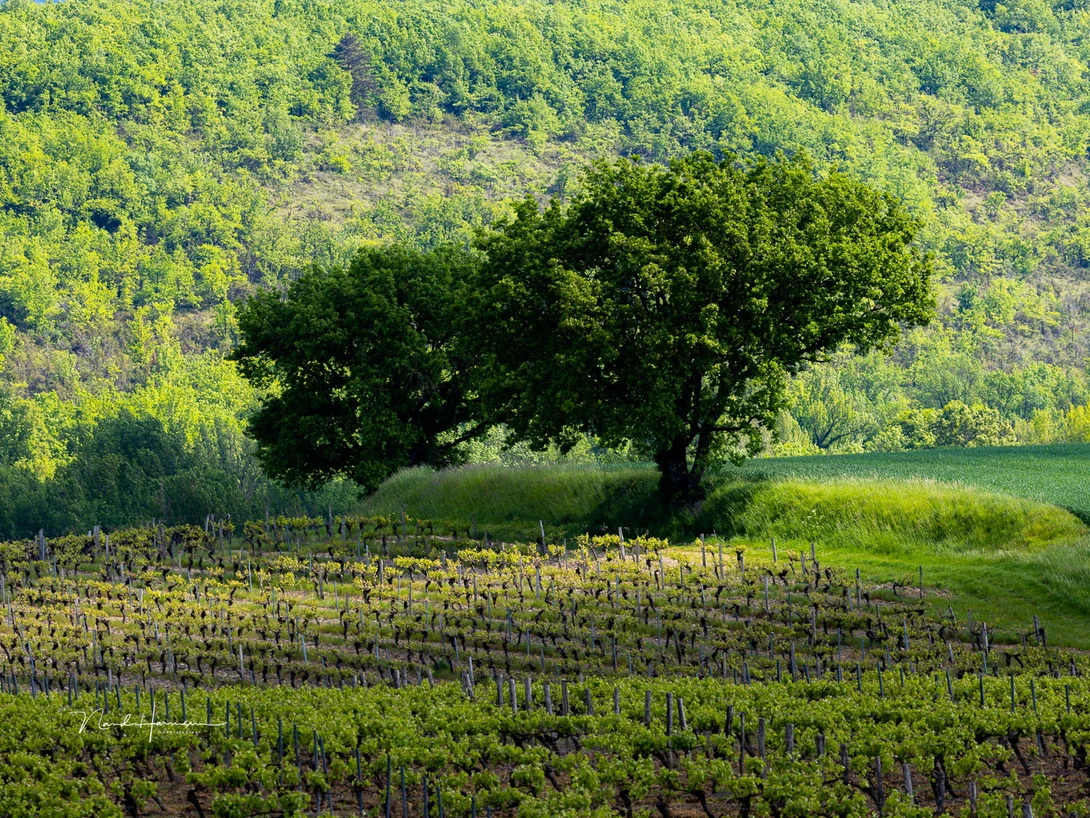 The first thing we see is the light. Because the sun is shining on the slopes in the back, it pulls away all the attention from the subject in the frame, which is obviously the tree.