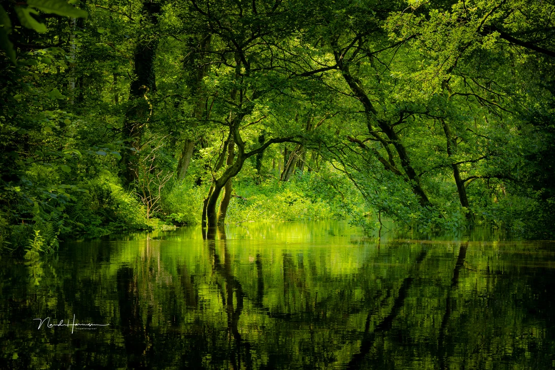 By making a local adjustment in Lightroom, I was able to darken the bright patch. Now it's not distracting anymore.&nbsp;
