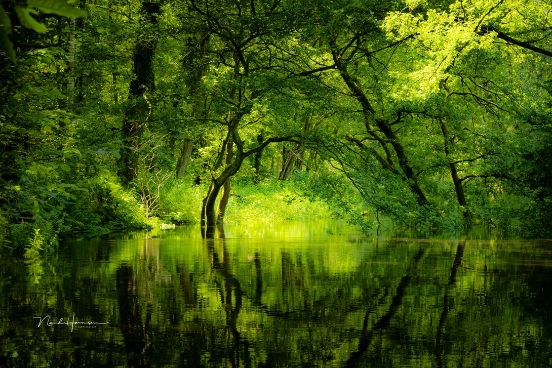 The sunlight is amazing in this flooded forest. But if I look at the shadows, the light patch at the upper right becomes obvious.