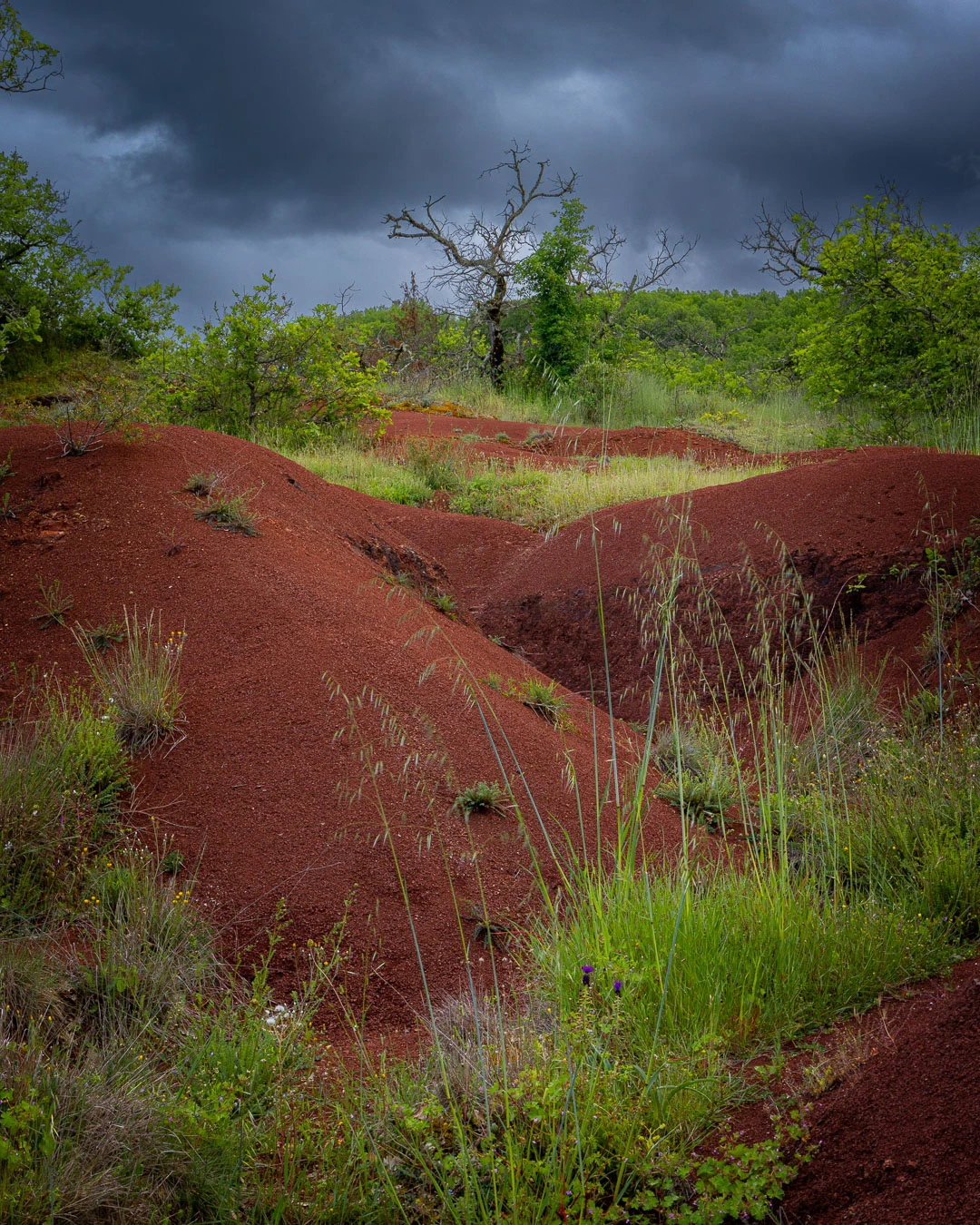 These red dunes are beautiful in combination with the lush green and the dark clouds. But there is too much clutter in the foreground, especially at the left.