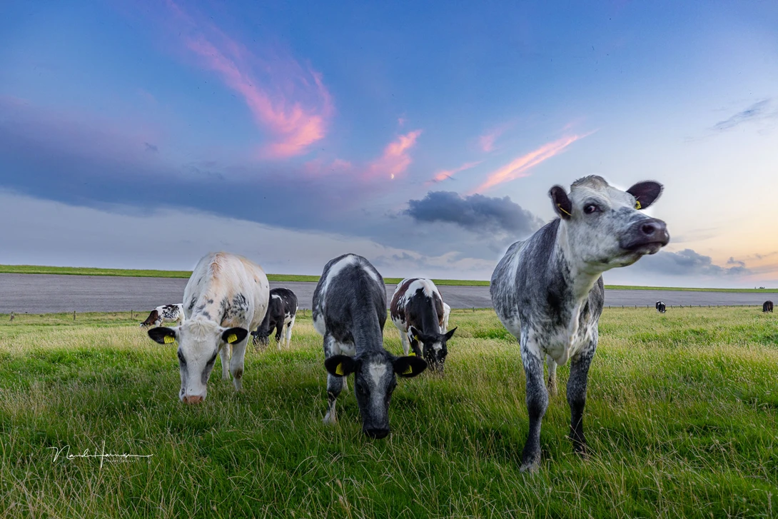 This may seem like a clean composition. But at the moment you notice the cows in the background, on the right side of the frame, it becomes a disturbance. It's easy to remove these in post.